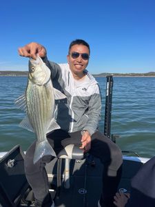 Catch Striped Bass Austin style!