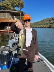 Largemouth bass caught in TX