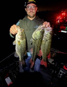 Three largemouth bass caught by angler in Oceanside