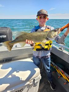 Impressive walleye catch in Vermilion