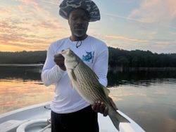 Calm waters, big bites, Allatoona stripers