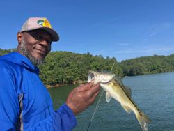 Bass run strong on Lake Allatoona