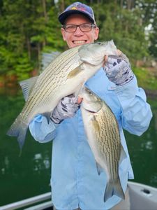 Solid catch on Allatoona—stripers for days