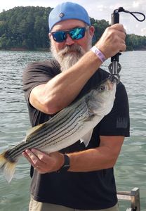 Striped Bass Caught in Lake Allatoona