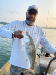 Striped Bass Fishing in lake Allatoona