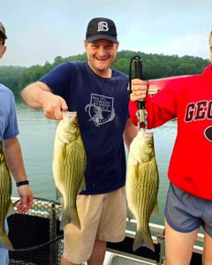 Two wiper (hybrid striped bass) fish caught in Acworth