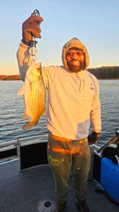 Wiper (Hybrid striped bass) fish caught in GA