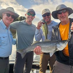 Two striped bass and spotted bass, a great fishing catch in GA