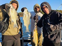 Three white bass, wiper (hybrid striped bass), and blue catfish caught in GA