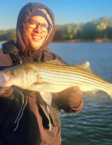 Striped bass caught in Acworth