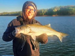 Striped bass caught by angler in Acworth