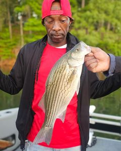 Striped Bass fishing in GA