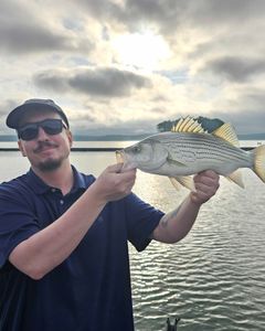 Wiper (Hybrid striped bass) fish caught in GA