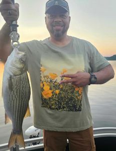 Wiper (Hybrid striped bass) fish caught in GA