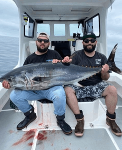 A lone blackfin tuna fish caught on a fishing trip in CA