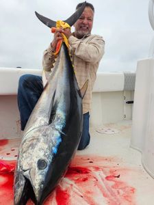 Blackfin tuna, a 35-inch catch in Long Beach