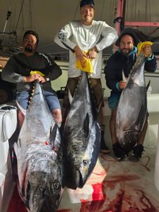 3 Atlantic Bonito fish caught in Long Beach