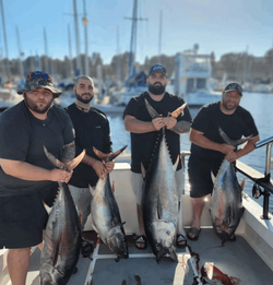 4 yellowfin tuna and atlantic bonito fish caught in ca