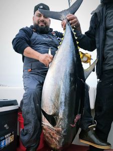 Photograph of a 36-inch Yellowfin Tuna caught while fishing in CA.