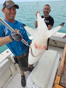 Blacktip shark caught fishing in Key West FL displayed on boat deck