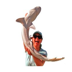 A single Port Jackson shark in shallow water in FL