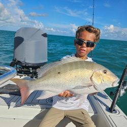 Big inshore mutton snapper. 