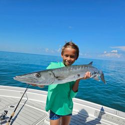 Trophy barracuda on light tackle 