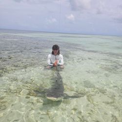 Hands on a big lemon shark 