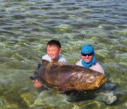 100lb Goliath grouper in shallow water 