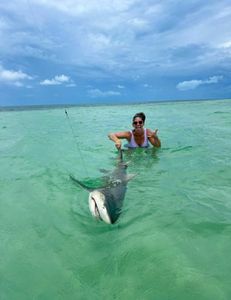 Another lemon shark released in shallow water 