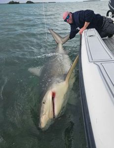 Monster bull shark 300lb +