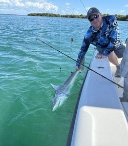 Gafftopsail sea catfish being caught by fisherman in FL