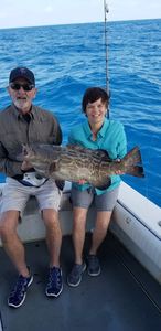 Black Grouper, a large fish caught in Stock Island