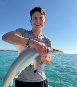 Blacktip shark caught fishing in Stock Island FL waters