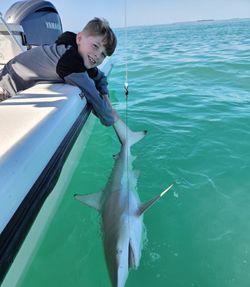 Blacktip shark caught fishing from boat in Stock Island FL waters