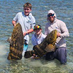 Beautiful pair of Goliath grouper 