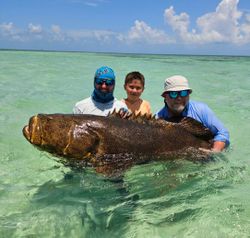 Big inshore Goliath grouper 
