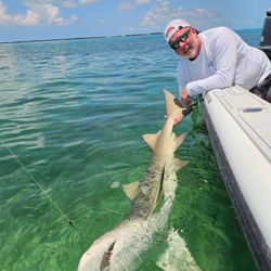 7ft lemon shark released 