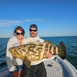 Potato grouper caught fishing in FL