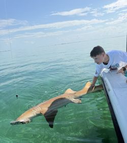 Large shark caught while fishing in Stock Island FL waters being released from boat