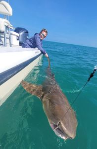 Large shark caught while fishing in Stock Island FL waters being handled alongside boat