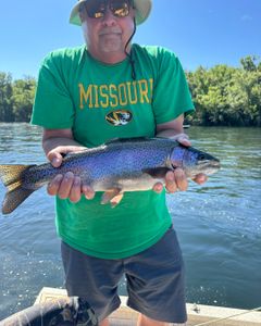 A single rainbow trout fish caught in Missouri