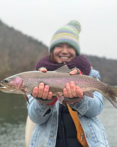 A single rainbow trout caught fishing in Missouri