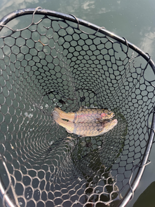Trout dreams come true with the perfect jig in Branson!