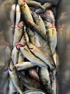 4 fishing rods with a scenic outdoor location in WA