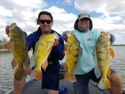 4 big fish caught while fishing in Palmetto Bay