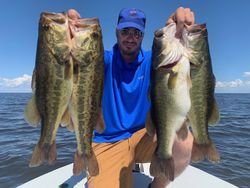 Four largemouth bass caught while fishing in Palmetto Bay