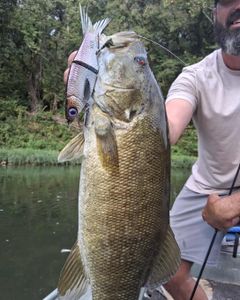 Smallmouth bass caught while fishing in Richland