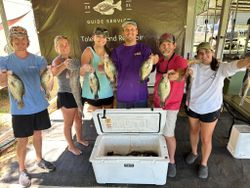 7 crappie and white crappie fish caught while fishing in LA