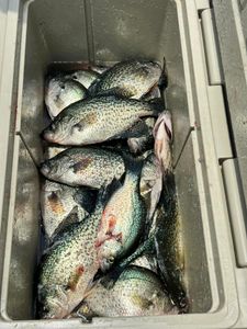 Crappie fishing in Sabine Parish